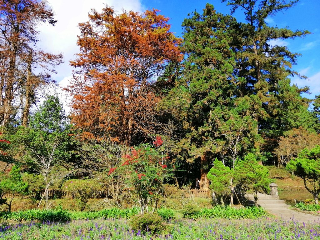 森林綠意滿滿芬多精。 溪頭森林遊樂區_770561