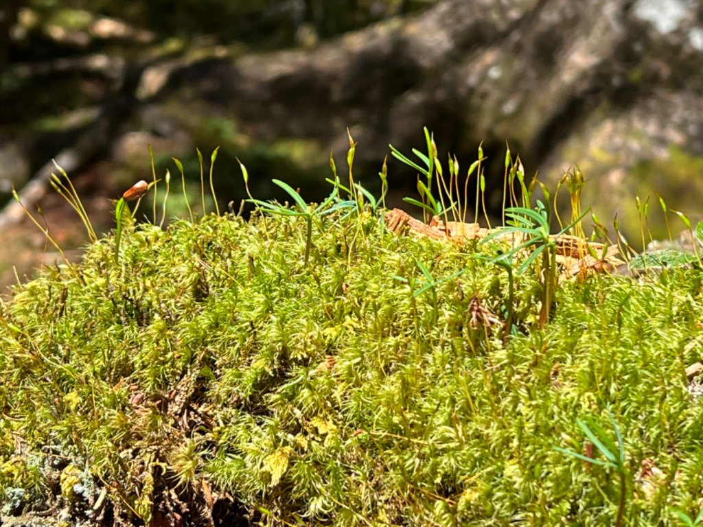 雪山西稜_1753505