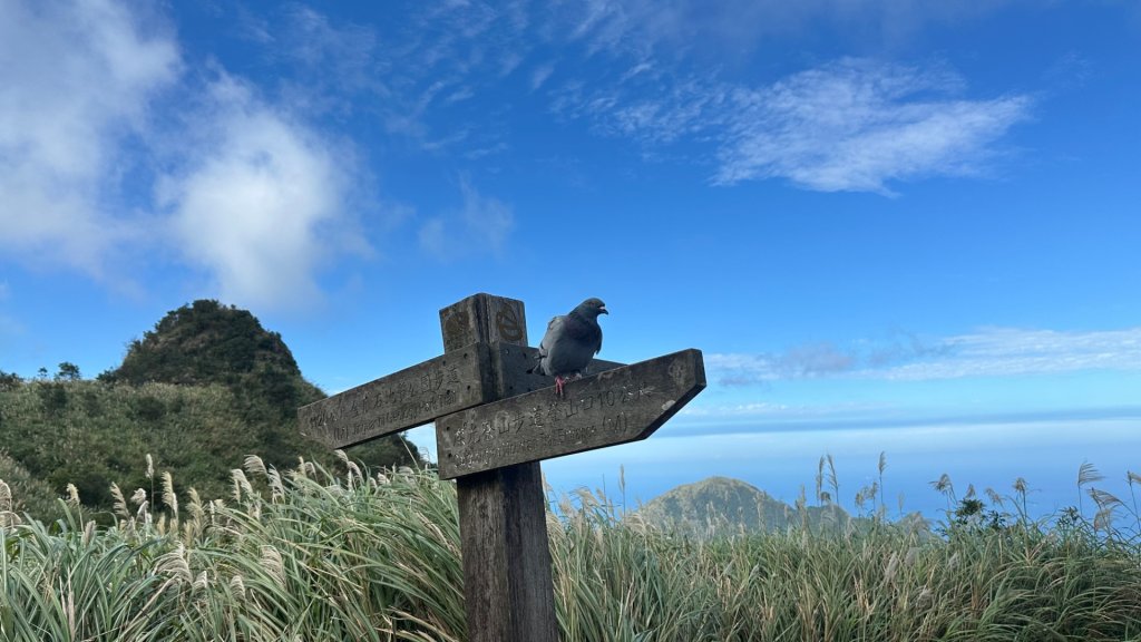 黃金三稜賞芒花_2950889