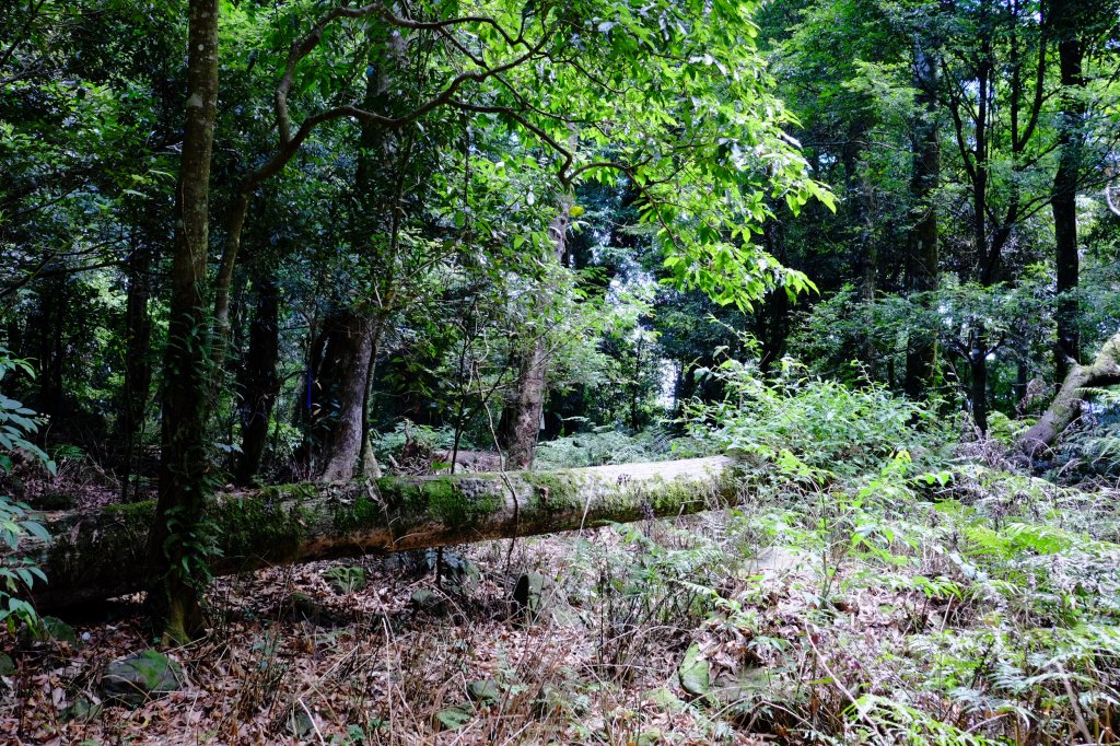 五峰天際線10-4/5  鵝公髻山_1029722