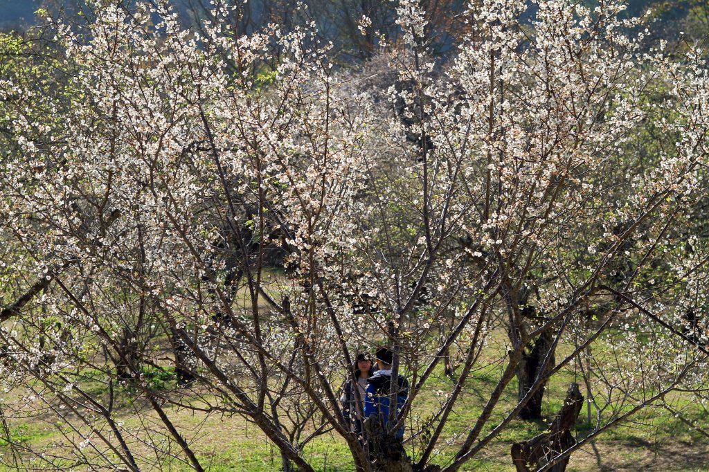 【南投~信義 】牛稠坑賞梅_1254928