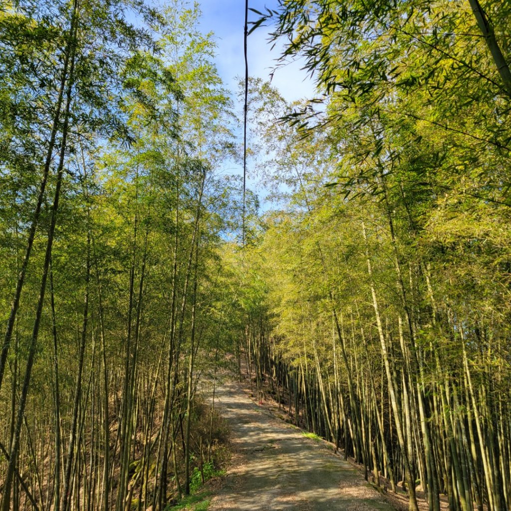 集集大山、車埕步道（小百岳）封面圖