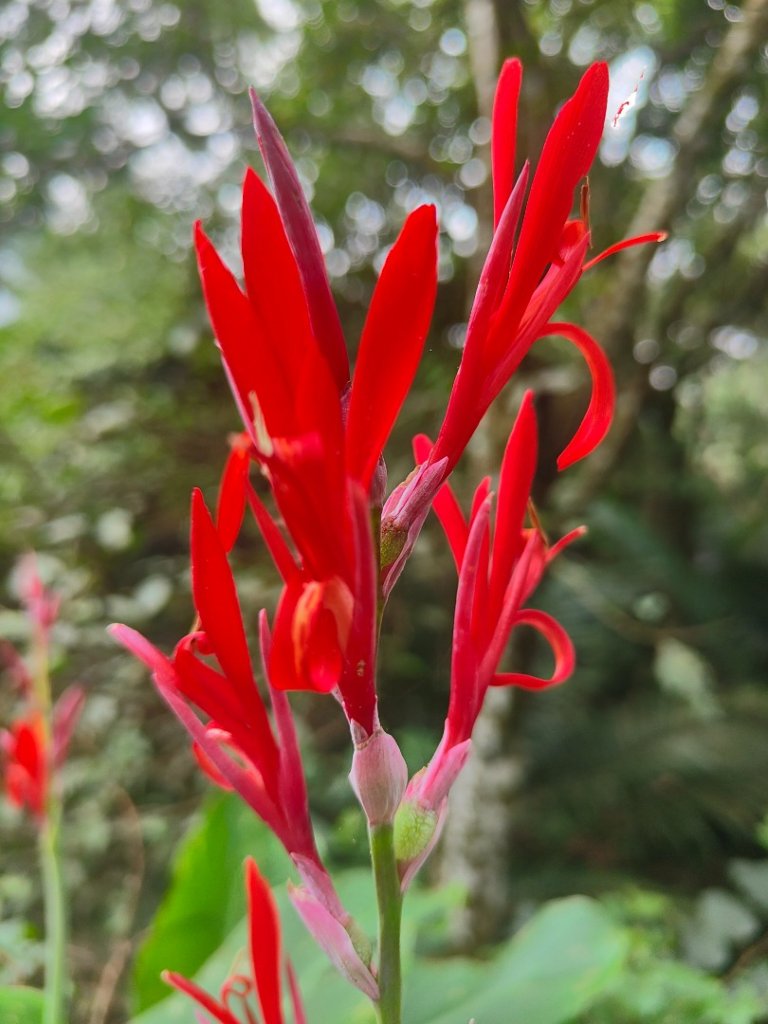 #64小百岳崁頭山、獅額山_2528570