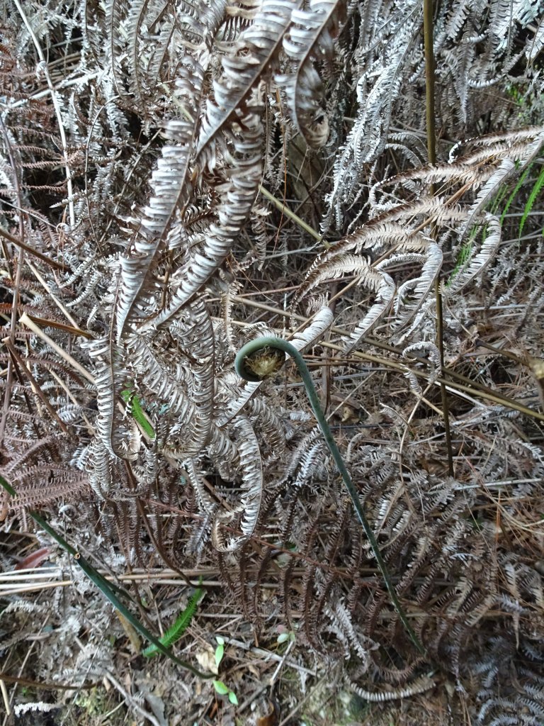2022年02月13日(彰山協)南投日月潭四兄妹之中級山~大尖山縱走水社大山_1613456