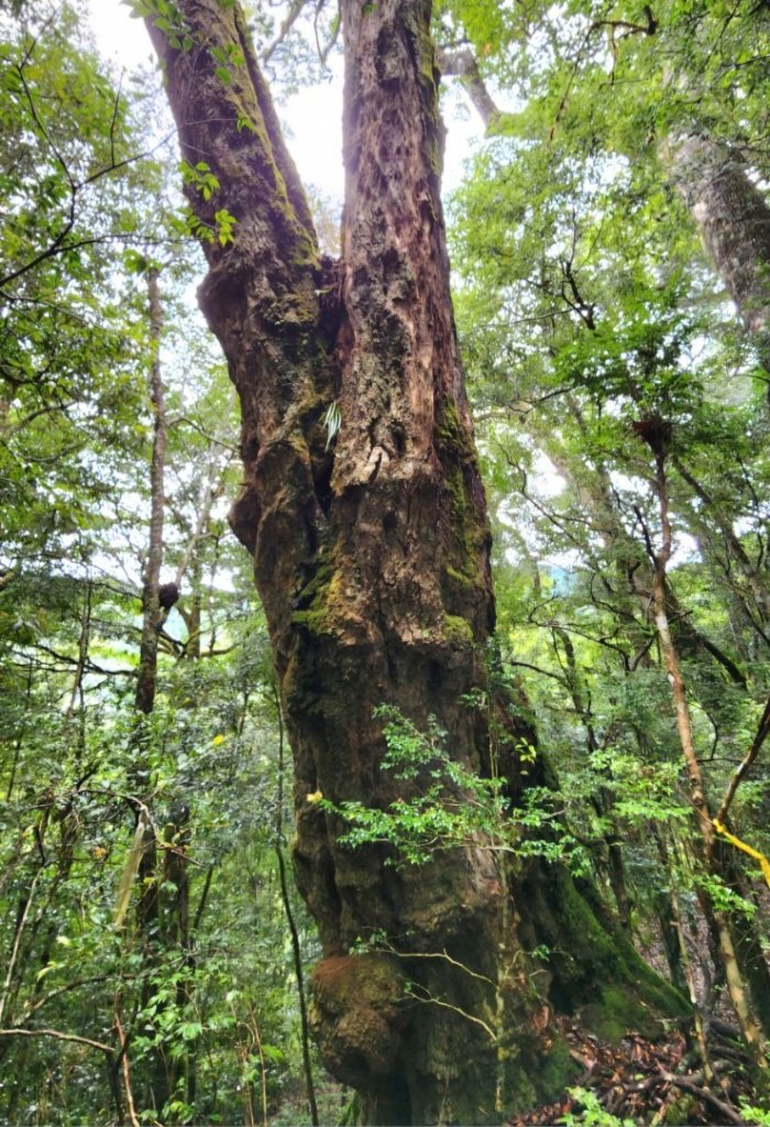 【中級山縱走】觀雪縱走（雪見大板根，仰天神木，北坑山，司馬限林道）_2741211