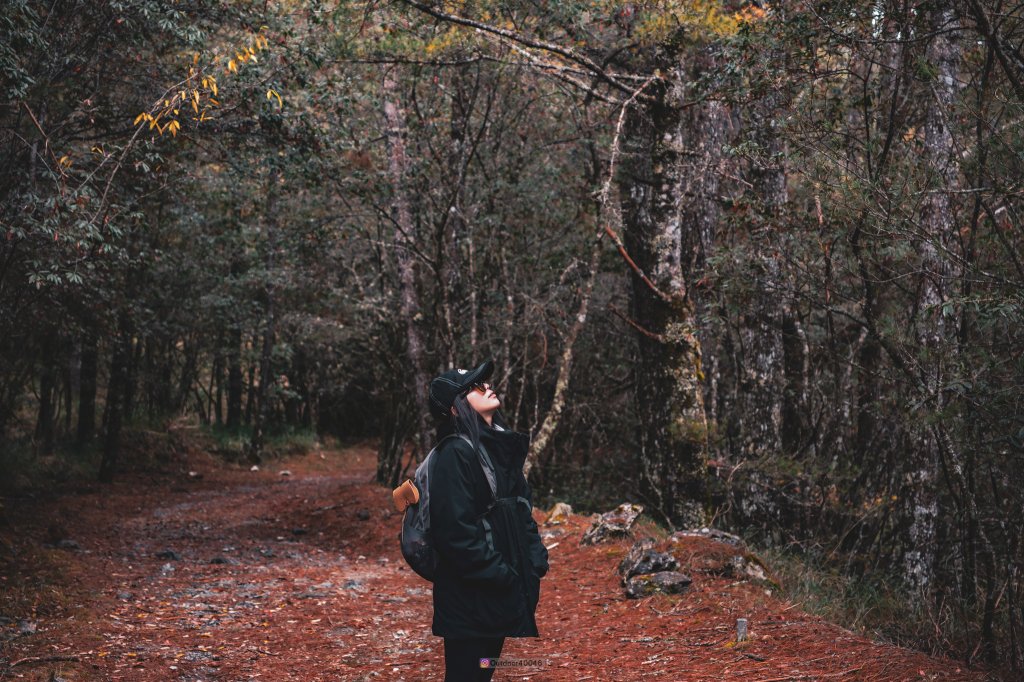 大雪山賞楓景點_2691548