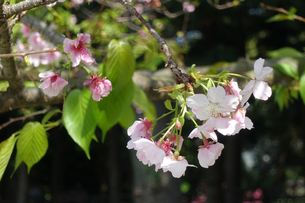 中正紀念堂賞櫻_1277246