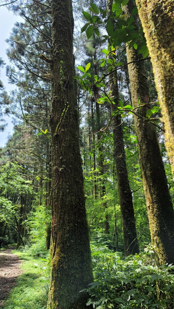 坪溪古道森林浴逍遙行_2115276