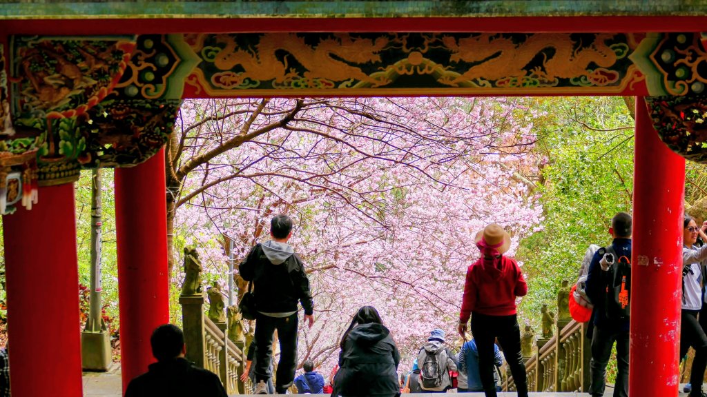 《臨江仙・碧山巖櫻花》封面圖