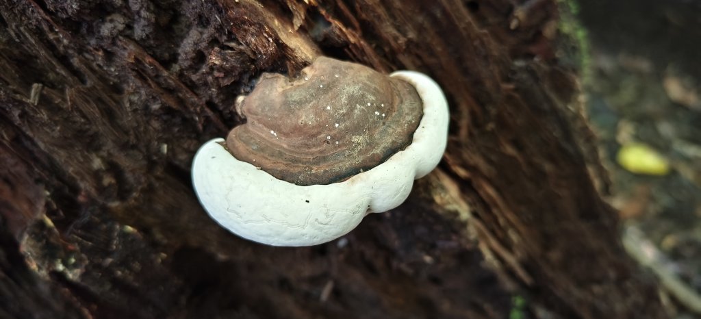 2025/09/20_鵝公髻山步道_2892246