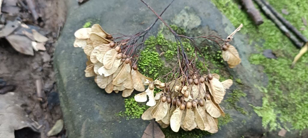 2024/08/18_馬那邦山步道_2576189