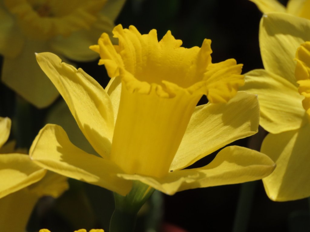 2024［士林官邸鬱金香展］（2/22~3/3）（2024/2/21）_2437729