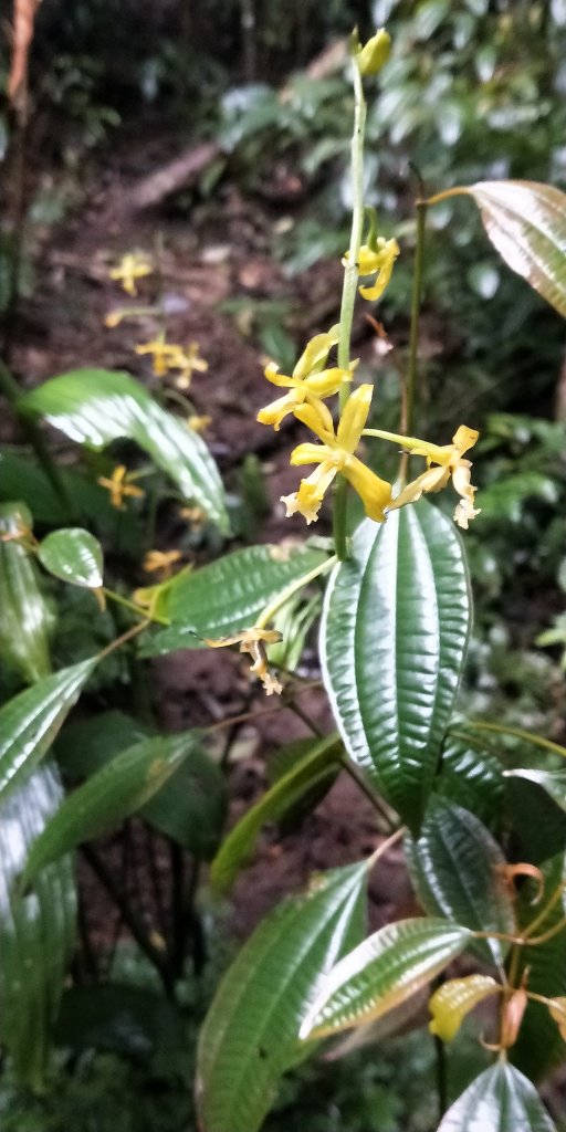 父子倆包山，內洞林道上大保克山群峰追雪_1232991