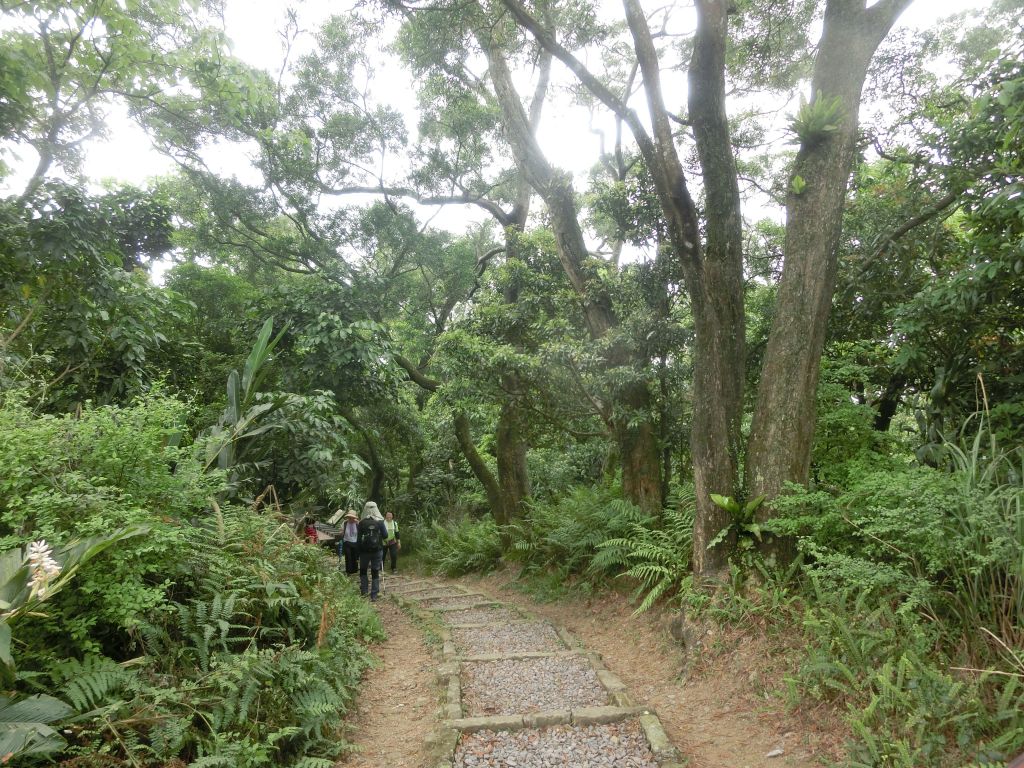 樟湖步道．待老坑山．優人神鼓_310997