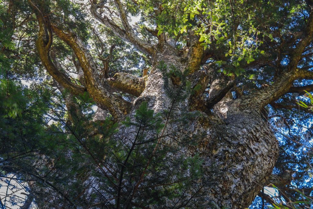 合歡山小溪營地順登武法奈尾山_297498