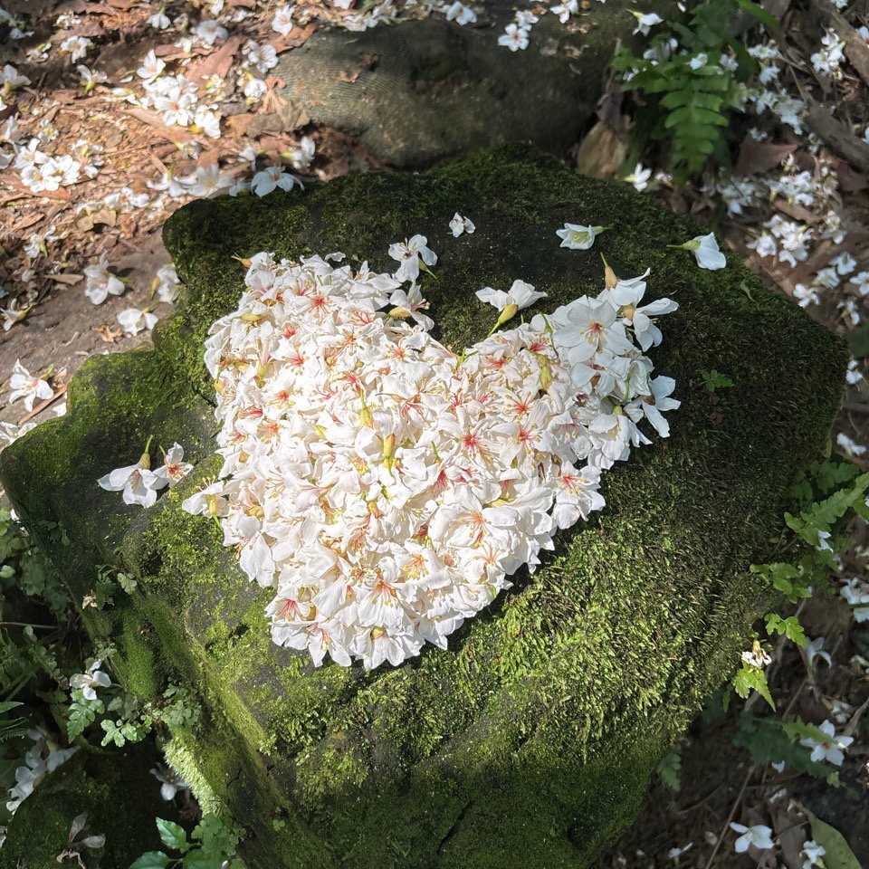 天上山封面圖