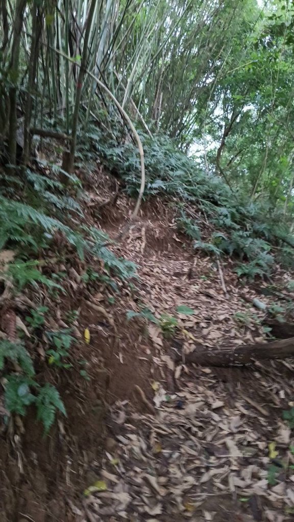 20250607 新竹竹東三山(樹杞林山 - 新具庄山 - 員崠子山)  O型_2808933