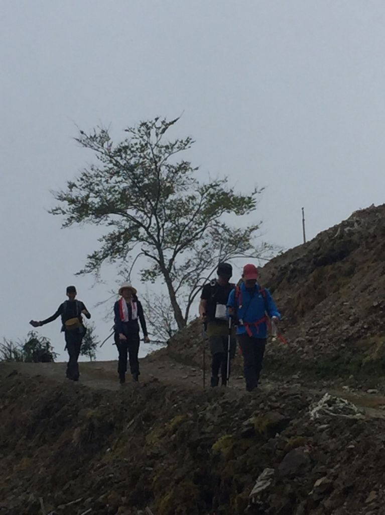 米羅山之木_292308