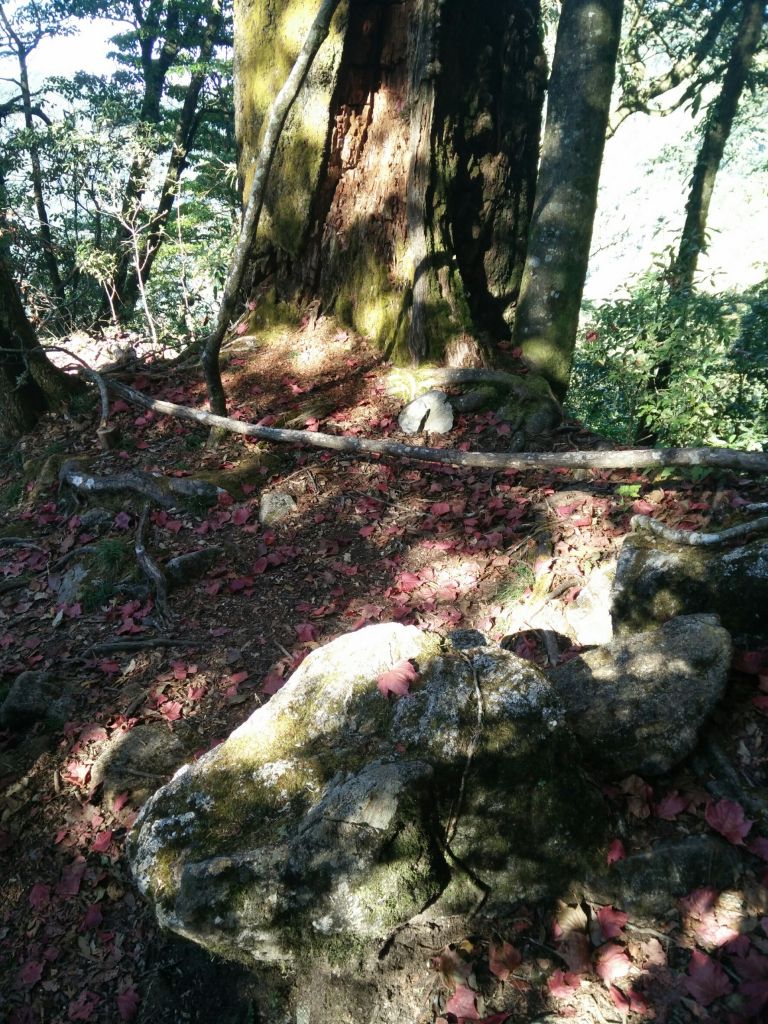 105.12.10 台中 稍來山楓中的饗宴_191250