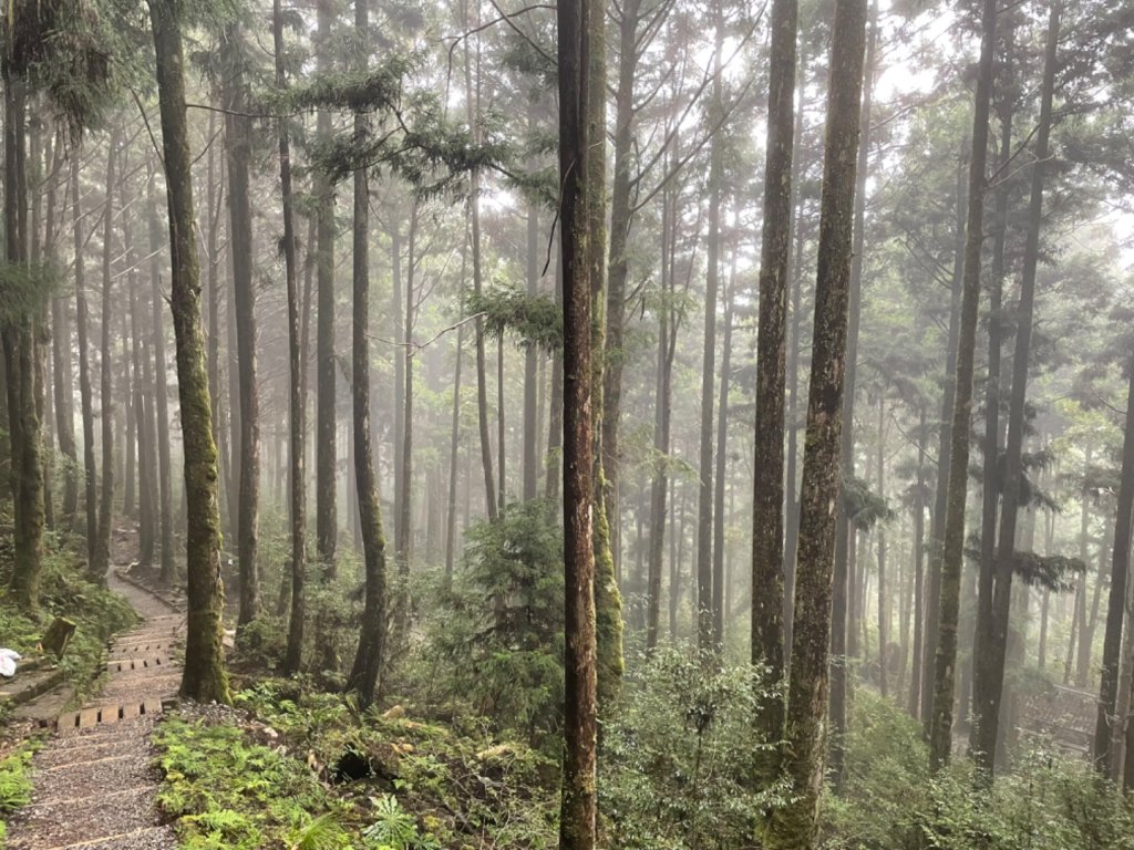20231030-31太平山國家森林遊樂區_2425899