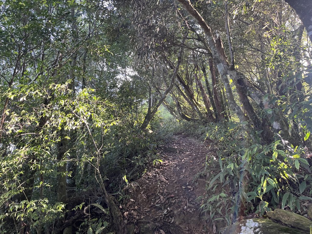 [屏步青雲 尋寶任務-01/10] 2024_0914 德文山步道(觀望山)_2596981