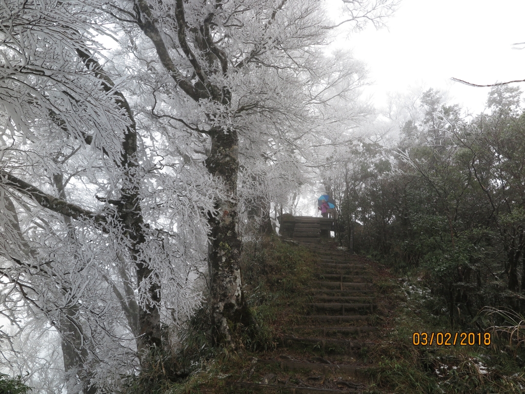 太平山 山毛櫸步道霧淞美景_262813