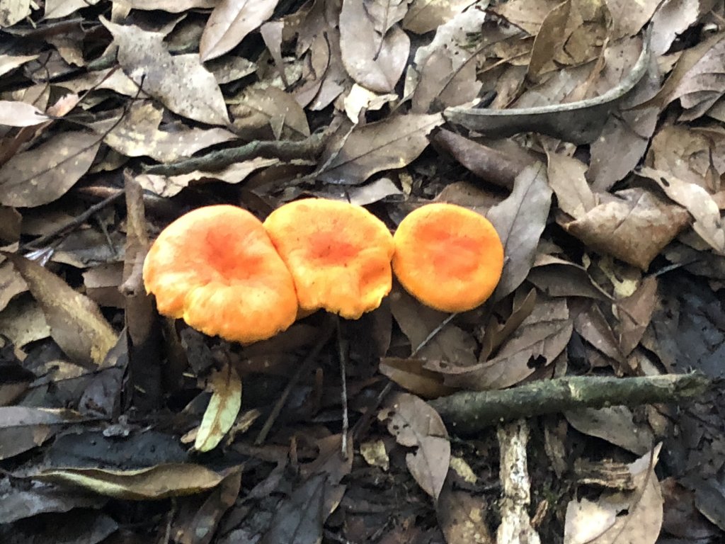 台灣小百岳No.055 石壁山_1028005