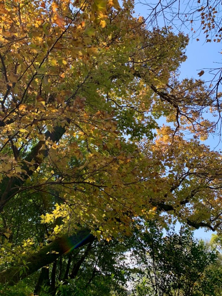 紗帽山登山步道—橫嶺古道—前山公園_1966107