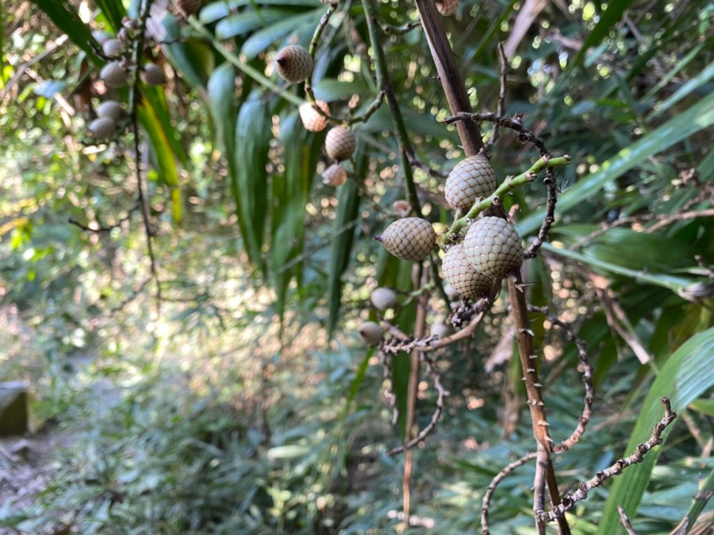 三腳南山【愛 總是住在恨裡面】_1259391