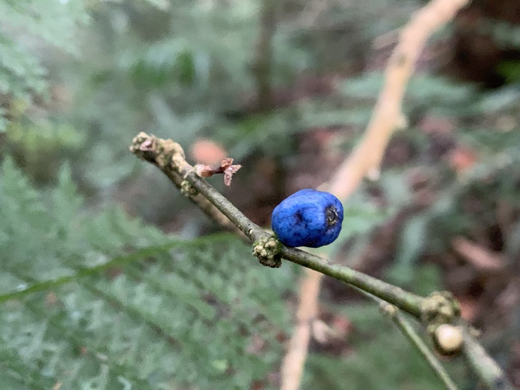 20260119高雄尾寮山(第24刷)_2985574