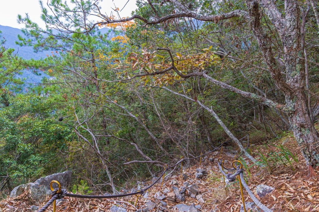 谷關七雄_波津加山_2977573