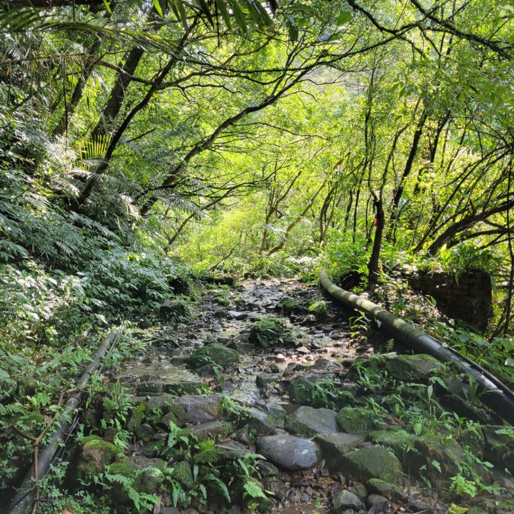 燦光寮古道_1621043