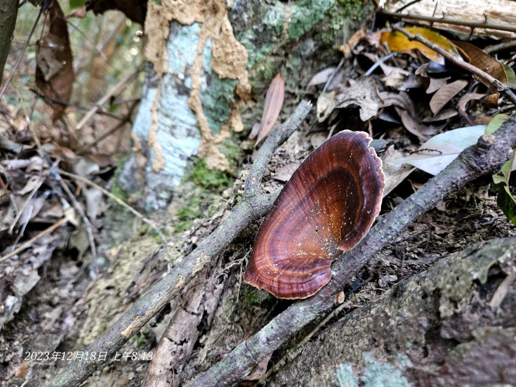 如夢幻般接觸日月潭最高峰水社大山_2386506