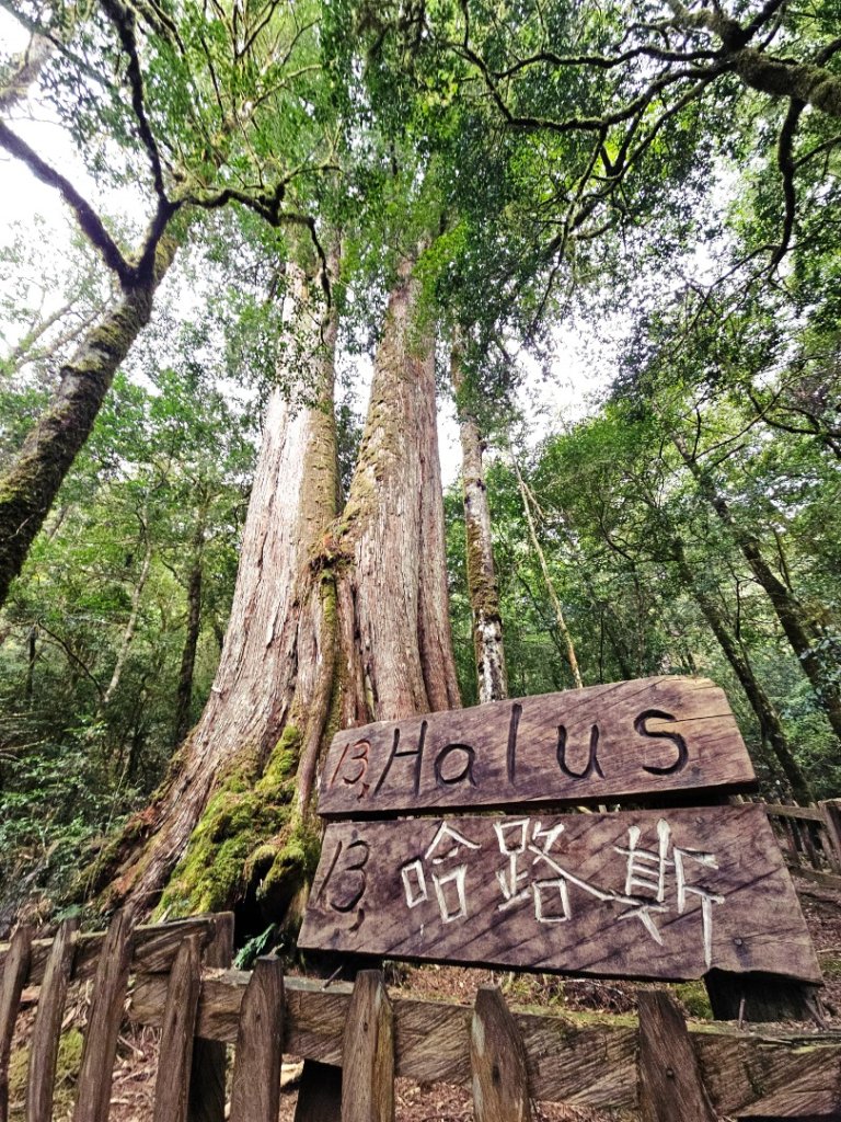 鎮西堡巨木群步道(B區)-(新竹)臺灣百大必訪步道_3007860