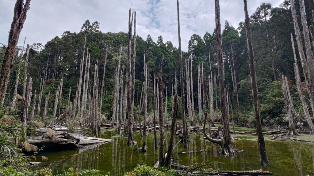 金柑樹山封面圖