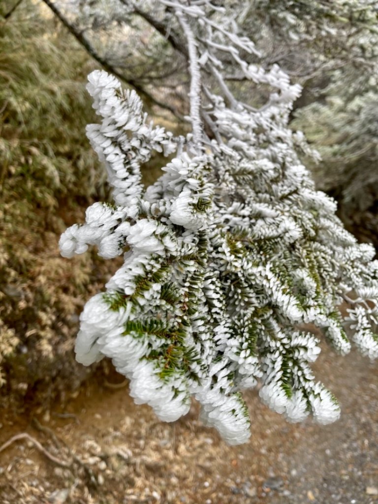 絕美銀白世界 玉山降下今年冬天「初雪」_1235926