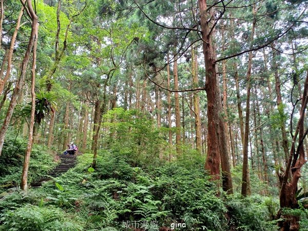 【桃園復興】台灣百大必訪步道。 東眼山森林遊樂區-東眼山自導式步道封面圖