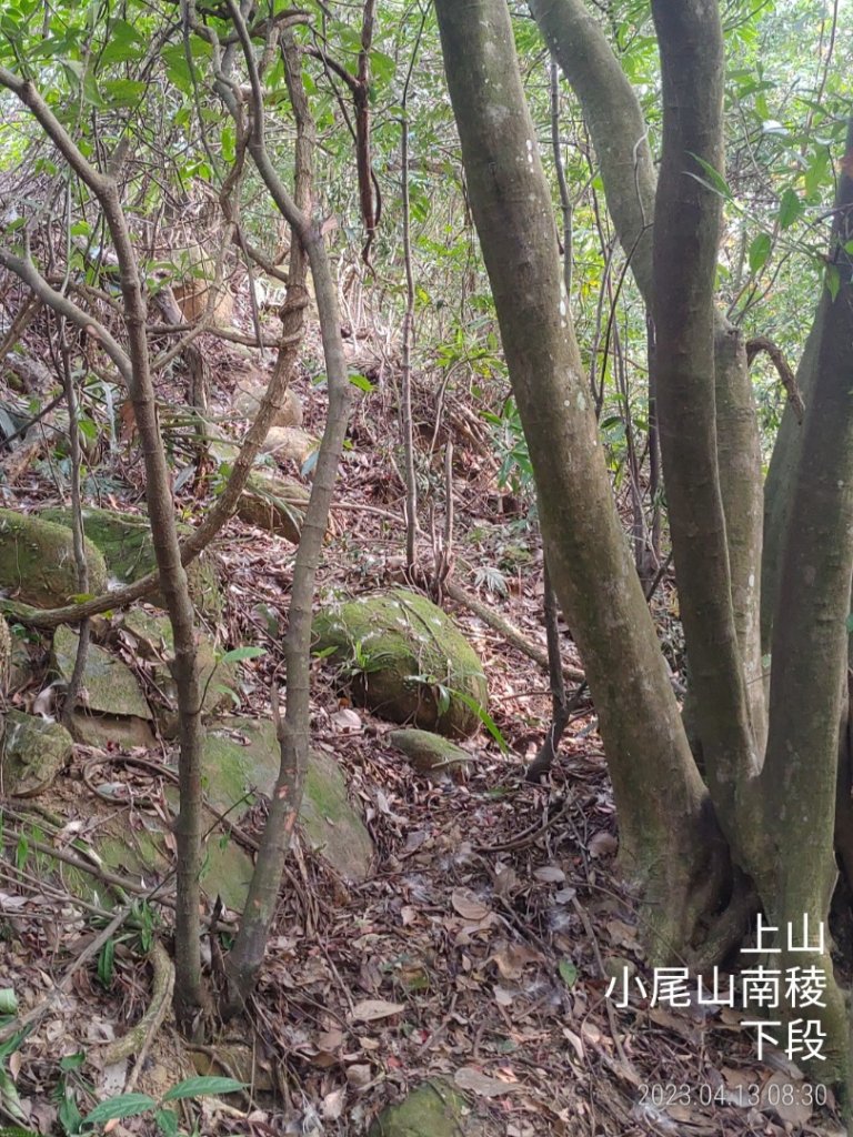 [新竹芎林]小尾山南稜...清理釘牌_2111943