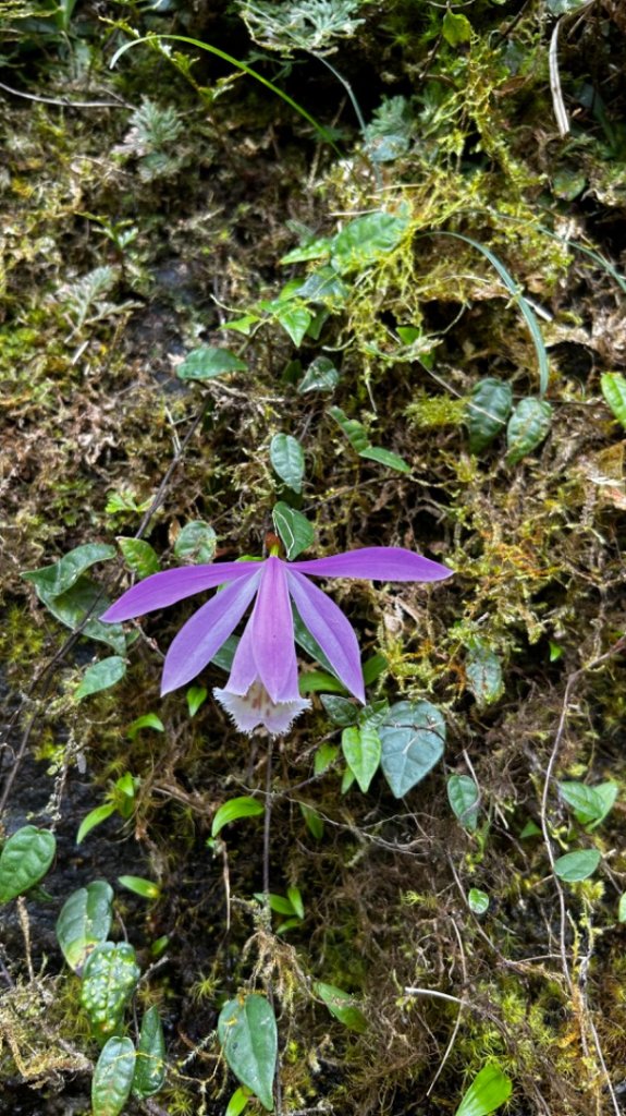 三峽卡保山_2113216