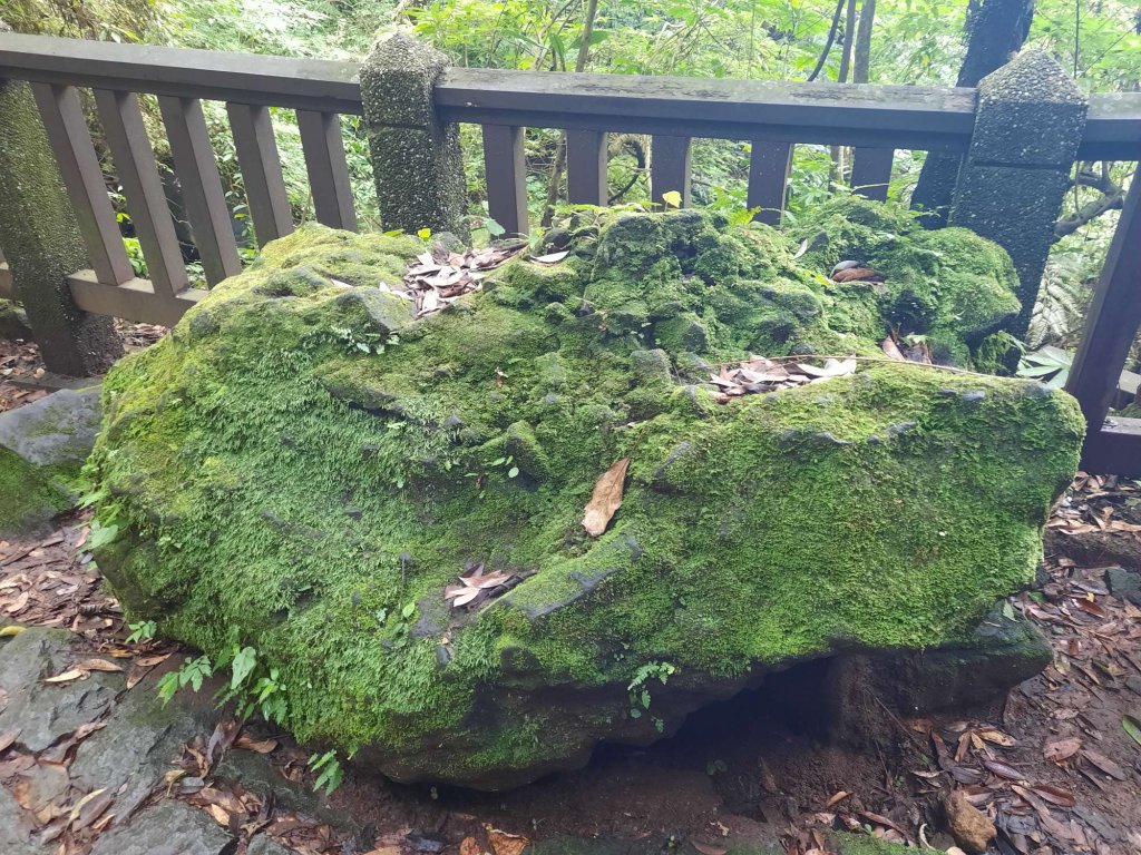 20230701 陽明山七星山系，金包里，絹絲瀑布，擎天崗環形，冷擎步道_2201081