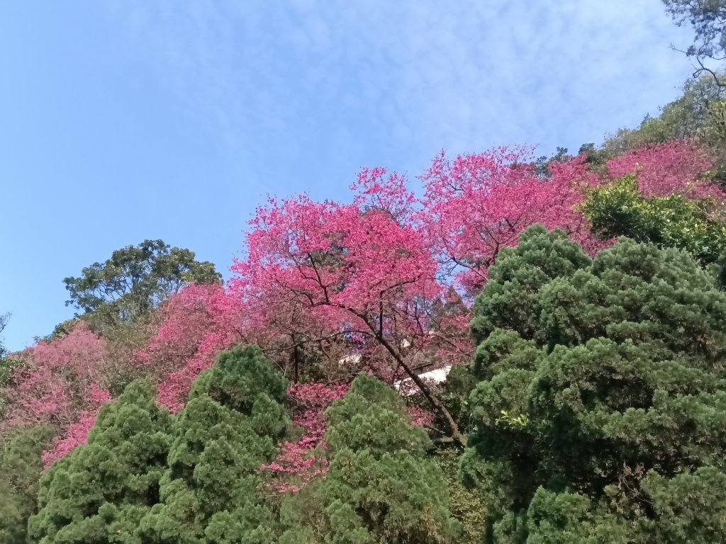 大尖山櫻花-龍船洞-秀峰瀑布封面圖