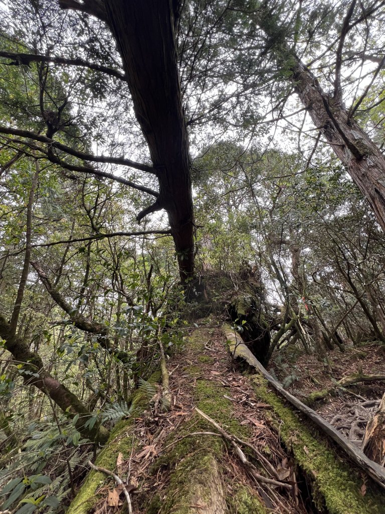 ~  塔  曼  山  ~_2782836