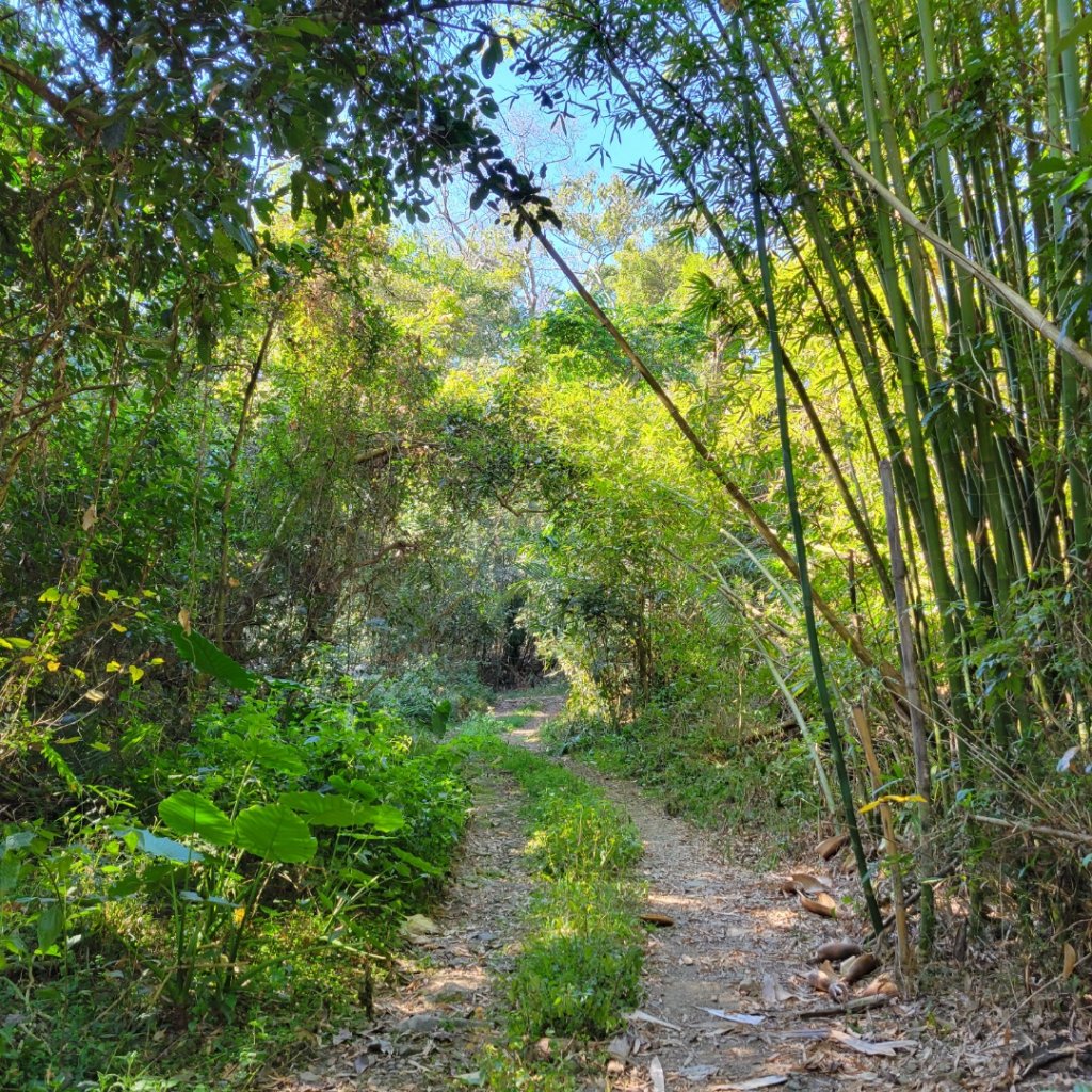 西阿里關山（小百岳）_1583442
