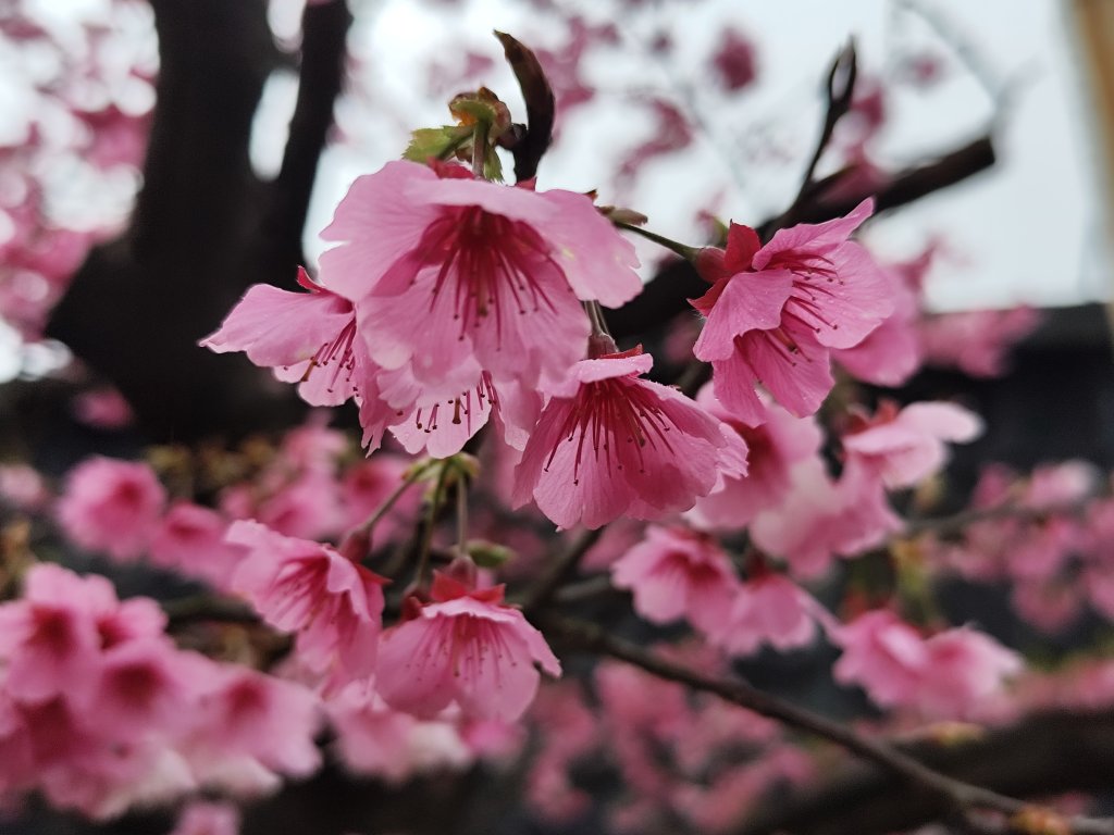 【新春賞櫻樂】平菁街42巷、宜蘭頭城火車站、二二八和平公園、東湖樂活公園_3007698