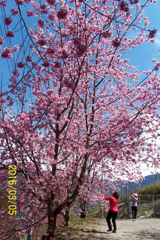 105-03-05 新竹縣尖石鄉司馬庫斯神木二日遊_32064