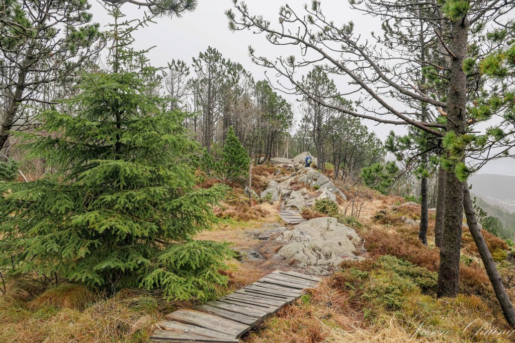 [挪威卑爾根Bergen] Stoltzekleiven Fløyen 健行步道_2490979