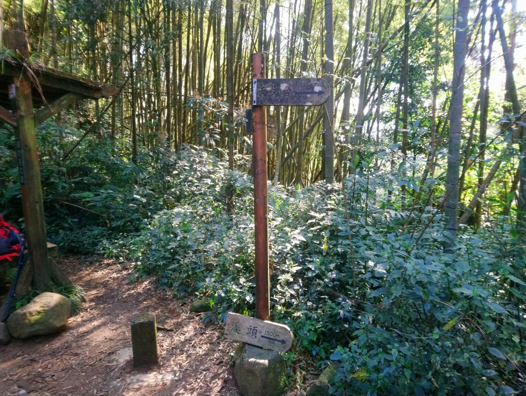 溪頭 南鳳凰山 天文台 神木O型 _869827