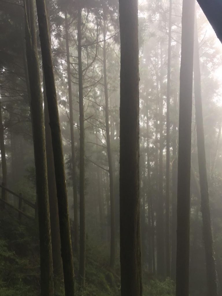 觀霧檜山巨木森林步道_171763