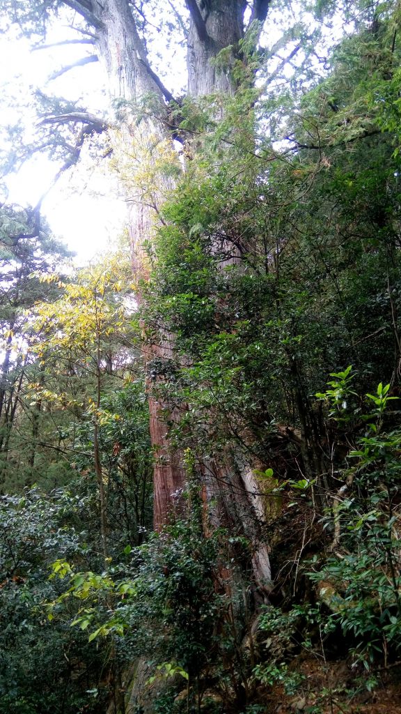 檜山巨木森林步道 2017.01.07_116063