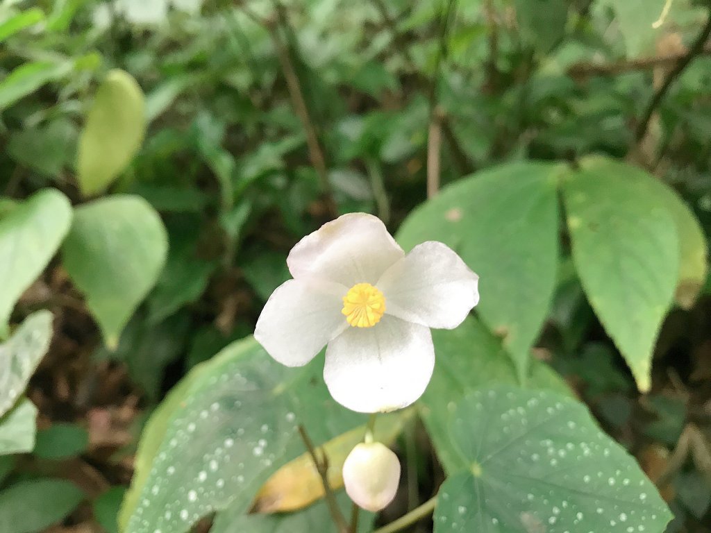 ~ 太魯閣台地→得卡倫步道→大禮部落 ~_1455689